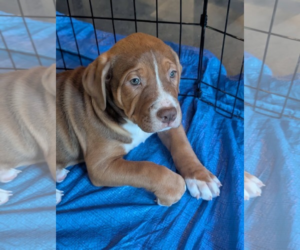 Medium Photo #2 Mutt Puppy For Sale in Holly Springs, NC, USA