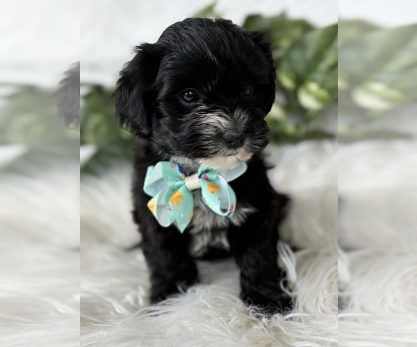 Medium Photo #6 Morkie Puppy For Sale in ROCK STREAM, NY, USA