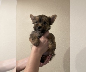 Yorkshire Terrier Puppy for sale in SAN ANTONIO, TX, USA