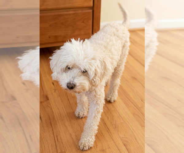 Medium Photo #3 Mutt Puppy For Sale in Vail, AZ, USA