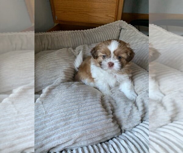 Medium Photo #8 Shih Tzu Puppy For Sale in BRISTOL, IN, USA