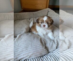 Medium Shih Tzu