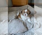 Puppy 4 Shih Tzu