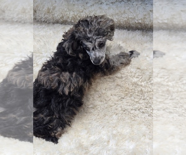 Medium Photo #3 Poodle (Toy) Puppy For Sale in JASONVILLE, IN, USA