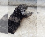 Small #2 Poodle (Toy)