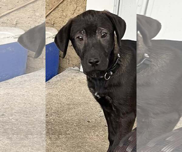 Medium Photo #2 Mutt Puppy For Sale in Mount Laurel, NJ, USA