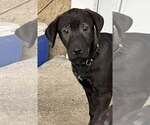 Small #1 Mutt
