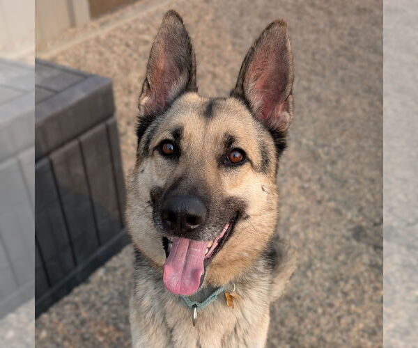 Medium Photo #1 German Shepherd Dog Puppy For Sale in Fargo, ND, USA