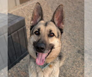 German Shepherd Dog Dogs for adoption in Fargo, ND, USA