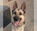Small German Shepherd Dog