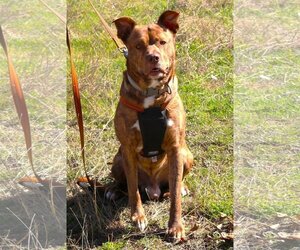 Plott Hound-Unknown Mix Dogs for adoption in Bandera, TX, USA