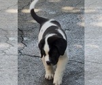 Small Photo #30 Cane Corso-Saint Bernard Mix Puppy For Sale in WORCESTER, MA, USA