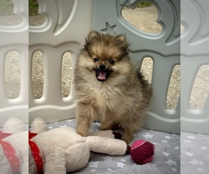 Pomeranian Puppy for Sale in BONNE TERRE, Missouri USA