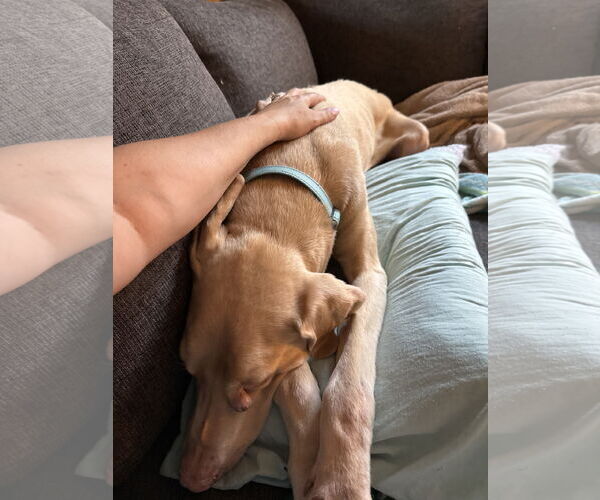 Medium Photo #8 Doberman Pinscher Puppy For Sale in Buffalo, MN, USA