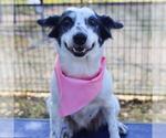 Small #1 Australian Shepherd Mix