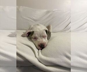 Pearl available 10/30 - Female American Bulldog-Unknown Mix Dog for Adoption - Photo #2