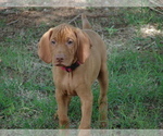 Small #7 Vizsla