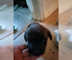 Puppy 3 Poodle (Toy)-Russian Toy Terrier Mix