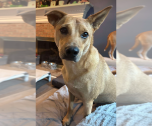 Monty - Male Carolina Dog-Unknown Mix Dog for Adoption - Photo #2