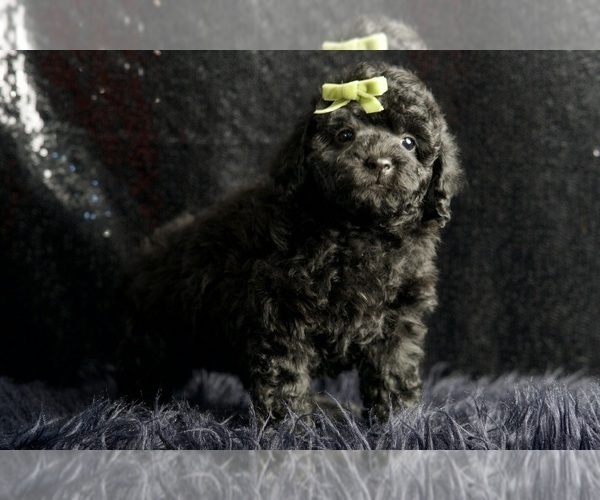 Medium Photo #5 Poodle (Miniature) Puppy For Sale in WARSAW, IN, USA