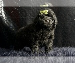 Small #4 Poodle (Miniature)
