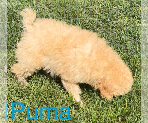 Medium Photo #3 Poodle (Toy) Puppy For Sale in AZLE, TX, USA