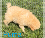 Small #2 Poodle (Toy)