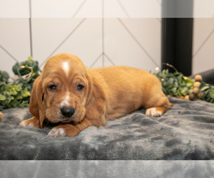Medium Basset Hound
