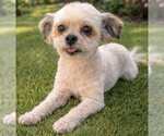 Small Poodle (Miniature) Mix