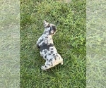 Small Photo #17 French Bulldog Puppy For Sale in AMARILLO, TX, USA