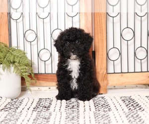 Poodle (Miniature) Puppy for sale in NAPLES, FL, USA