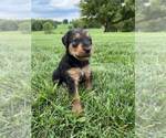 Small Photo #13 Airedale Terrier Puppy For Sale in MOUNT JULIET, TN, USA