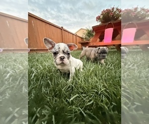 French Bulldog Puppy for sale in MCMINNVILLE, OR, USA