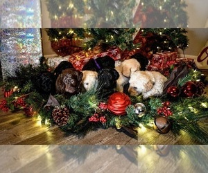 Labradoodle Puppy for sale in GOLDEN VALLEY, AZ, USA