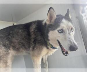 Huskies -Unknown Mix Dogs for adoption in Houston, TX, USA