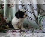 Small Photo #10 Zuchon Puppy For Sale in GREENWOOD, WI, USA