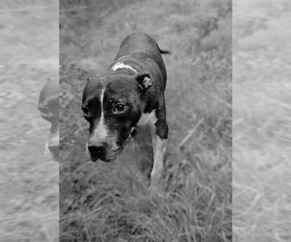 Medium Photo #5 American Bulldog-Unknown Mix Puppy For Sale in Jackson, MS, USA