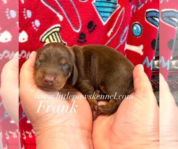 Medium Photo #1 Dachshund Puppy For Sale in WINNSBORO, LA, USA