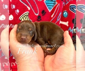 Dachshund Puppy for sale in WINNSBORO, LA, USA
