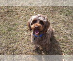 Small Photo #7 Aussiedoodle Miniature  Puppy For Sale in Garner, NC, USA