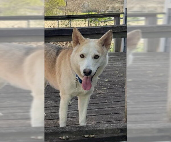 Medium Photo #3 Siberian Husky-Unknown Mix Puppy For Sale in Winter Park, CO, USA