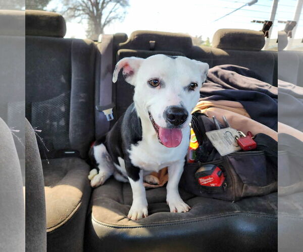 Medium Photo #1 American Pit Bull Terrier-Unknown Mix Puppy For Sale in Visalia, CA, USA