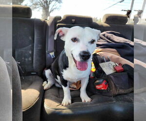 American Pit Bull Terrier-Unknown Mix Dogs for adoption in Visalia, CA, USA
