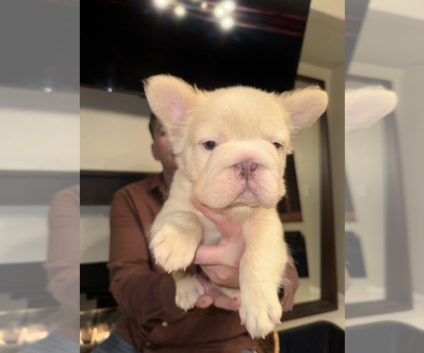 Medium Photo #10 French Bulldog Puppy For Sale in SAN DIEGO, CA, USA
