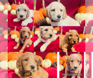 Doodle-Goldendoodle Mix Puppy for sale in NEWNAN, GA, USA