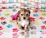 Small #2 Morkie