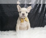 Puppy Softie AKC French Bulldog