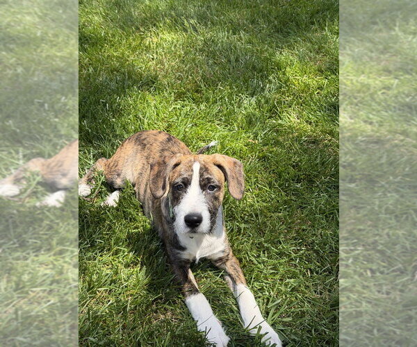 Medium Photo #15 Boxer-Unknown Mix Puppy For Sale in Mooresville, NC, USA