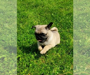 Pug Puppy for sale in EDGAR, WI, USA