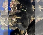 Puppy Green girl German Shepherd Dog